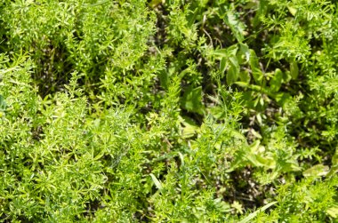 Elma ağacı üzerinde büyüyen yaprakları ile