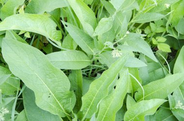 Elma ağacı üzerinde büyüyen yaprakları ile