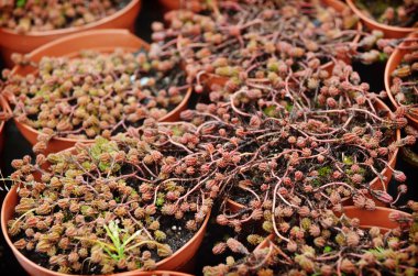 Dekoratif tencere yosun