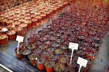 Dekoratif tencere yosun