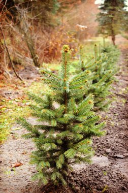 Fide ağaçlar toprağa büyümek