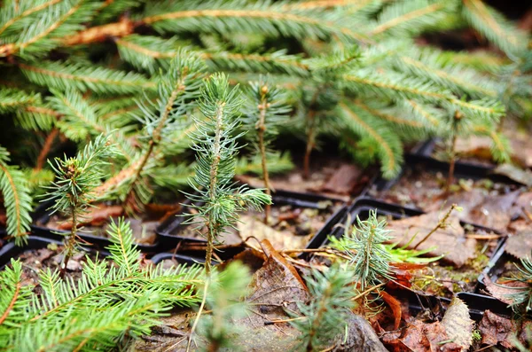 Plantan växer i marken — Stockfoto