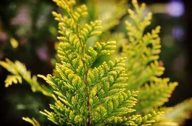 yeşil-sarı mazı şube Park