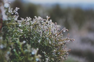 Arka plan bitki kreş üzerinde koniler ile Mazı (bitki)