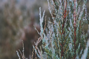 Arka plan bitki kreş üzerinde koniler ile Mazı (bitki)