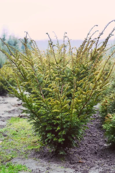 Fröplanta buskar växa i marken — Stockfoto