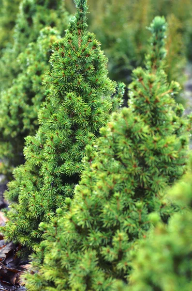 Nya året träd med kottar på en bakgrund av växten plantskola — Stockfoto