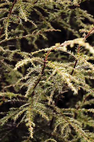 Nowy rok drzew z szyszki na tle szkółka leśna — Zdjęcie stockowe