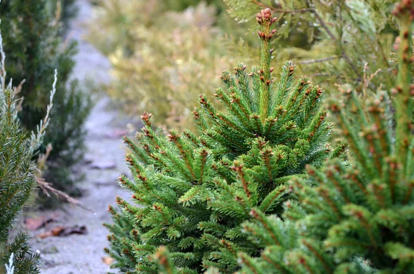 Thuja och nyår träd med kottar på en bakgrund av växten plantskola — Stockfoto