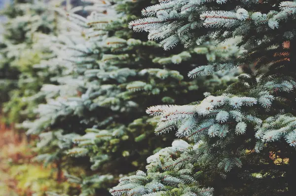 Detail of water drops on a coniferous branch — Stock Photo, Image