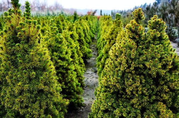 Thuja och nyår träd med kottar på en bakgrund av växten plantskola — Stockfoto