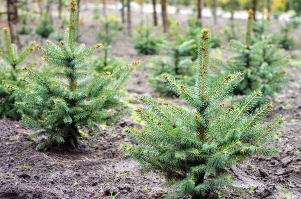 植物苗圃图库照片 免版税植物苗圃图片 Depositphotos