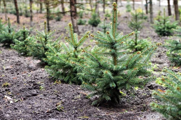 植物苗圃图库照片 免版税植物苗圃图片 Depositphotos