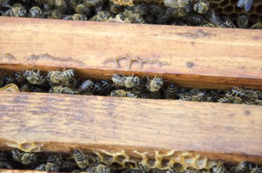 Bal hücreleri üzerinde çalışan arıların görüntüsünü kapat