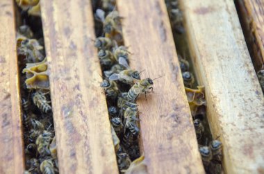 Bal hücreleri üzerinde çalışan arıların görüntüsünü kapat