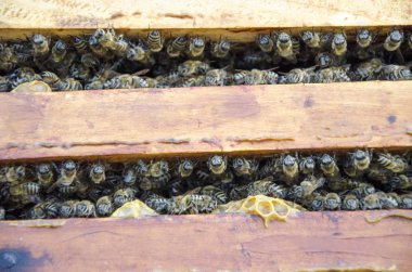 Bal hücreleri üzerinde çalışan arıların görüntüsünü kapat