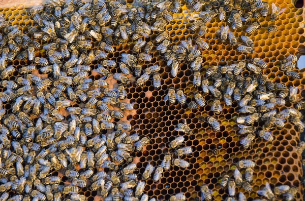 Közelkép a dolgozó méhekről a mézsejteken — Stock Fotó