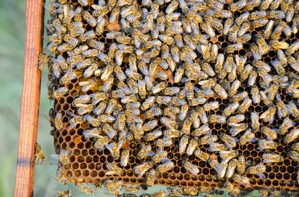 Vista de perto das abelhas em funcionamento nas células de mel — Fotografia de Stock