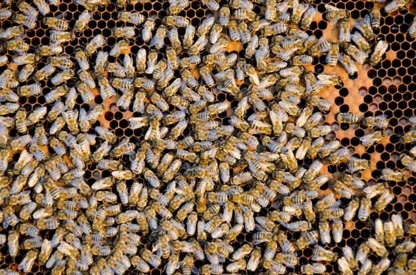 Közelkép a dolgozó méhekről a mézsejteken — Stock Fotó