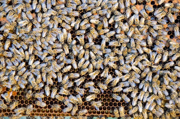 Vista de perto das abelhas em funcionamento nas células de mel — Fotografia de Stock