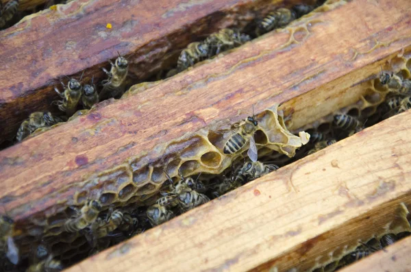 Close-up zicht op de werkbijen op honingcellen — Stockfoto