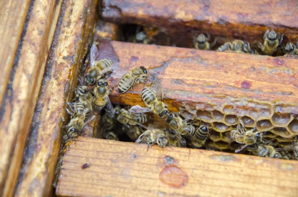 Vue rapprochée des abeilles qui travaillent sur les cellules de miel — Photo