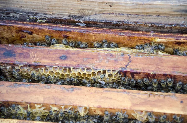 Nahaufnahme der Arbeitsbienen auf Honigzellen — Stockfoto