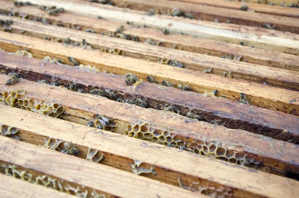Close-up zicht op de werkbijen op honingcellen — Stockfoto