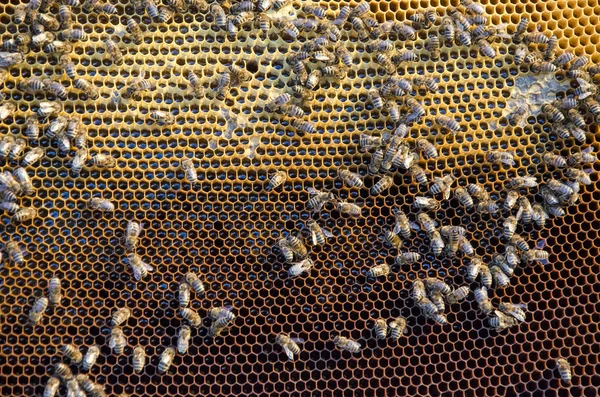 Vue rapprochée des abeilles qui travaillent sur les cellules de miel — Photo