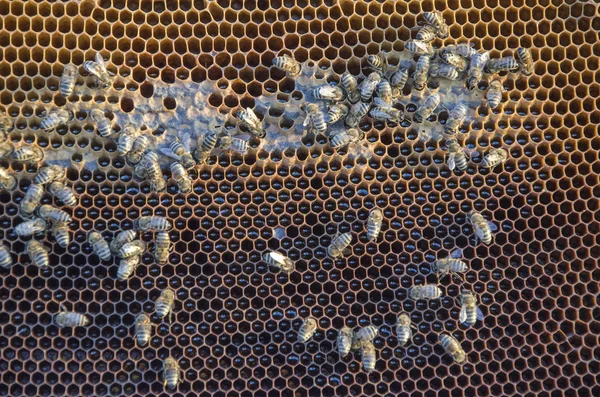 Närbild av de arbetande bina på honungsceller — Stockfoto