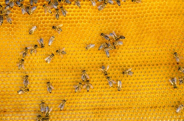 Vista de perto das abelhas em funcionamento nas células de mel — Fotografia de Stock