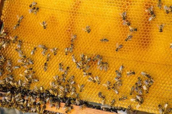 Vue rapprochée des abeilles qui travaillent sur les cellules de miel — Photo