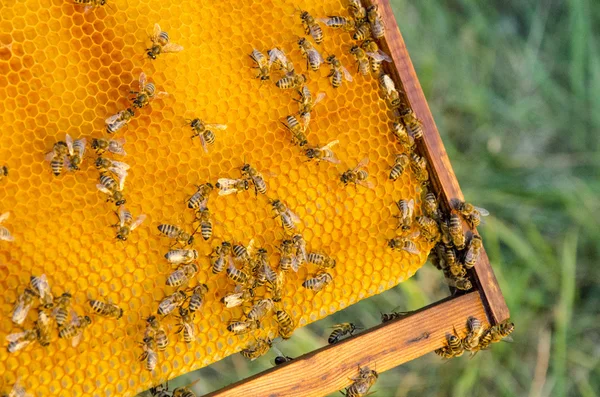 Vue rapprochée des abeilles qui travaillent sur les cellules de miel — Photo