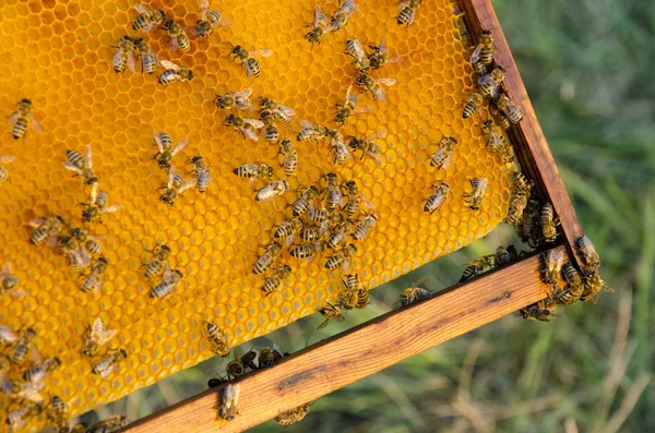 Vue rapprochée des abeilles qui travaillent sur les cellules de miel — Photo