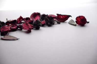 Beyaz arkaplanda kırmızı gül yaprakları