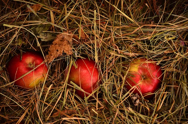 Manzanas rojas en el heno —  Fotos de Stock