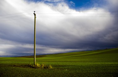 Manzara ile kalın çim alanının. Ukrayna