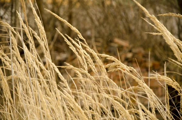 Trockenes Gras im Herbst — Stockfoto