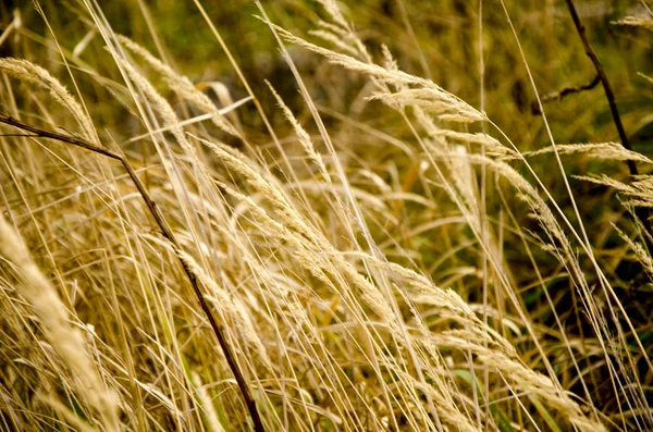 Суха трава восени — стокове фото