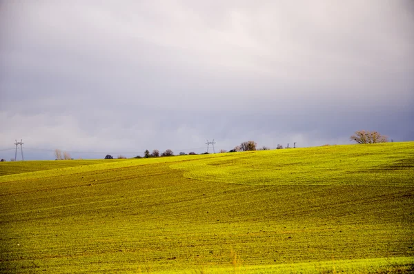 Landschaft mit dichtem Gras. Ukraine — Stockfoto