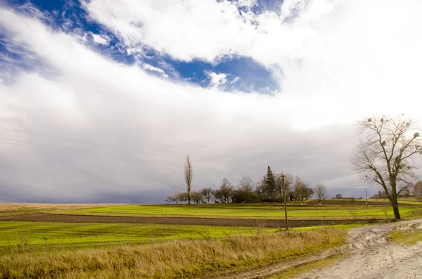 Paisaje de campo con hierba espesa . — Foto de Stock