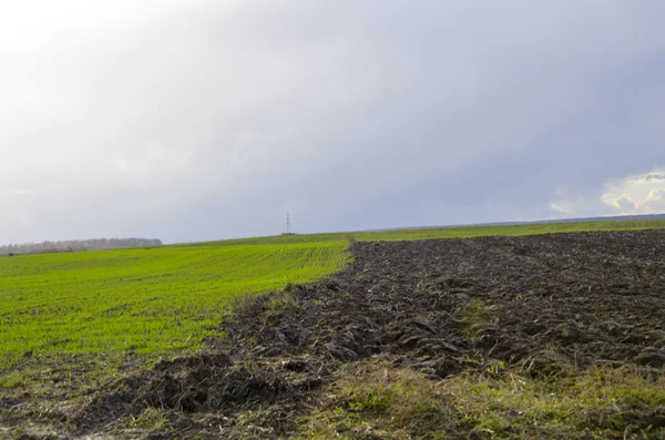 Landskap med tykt gress . – stockfoto