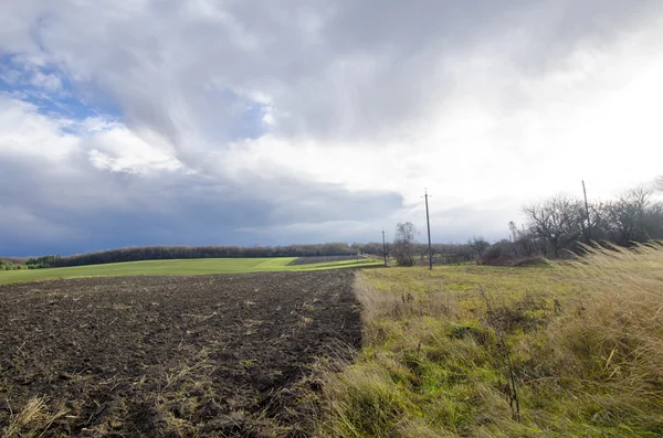 Paisaje de campo con hierba espesa . — Foto de Stock