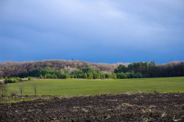 Paisagem de campo com grama grossa . — Fotografia de Stock