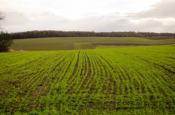 Landschaft mit dichtem Gras — Stockfoto