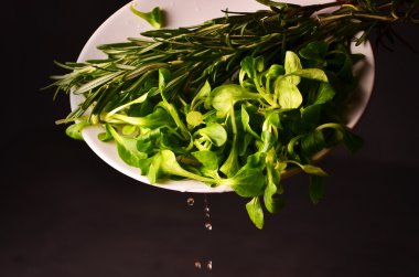 valerianella locusta, mısır salatası, kuzu 's marul