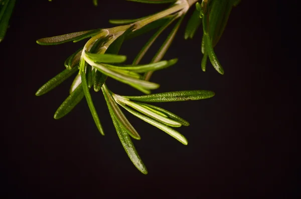 Rosemary bound on a wooden board — Stock Photo, Image