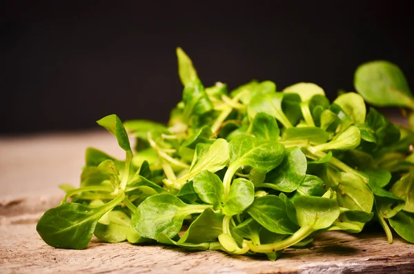 Valerianella locusta, ensalada de maíz, lechuga de cordero — Foto de Stock