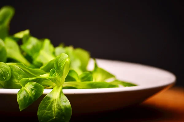 Valerianella locusta, kukuřičný Salát hlávkový — Stock fotografie