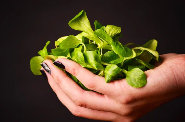 Лобуста Валерінелла, кукурудзяний салат, листя баранини — стокове фото